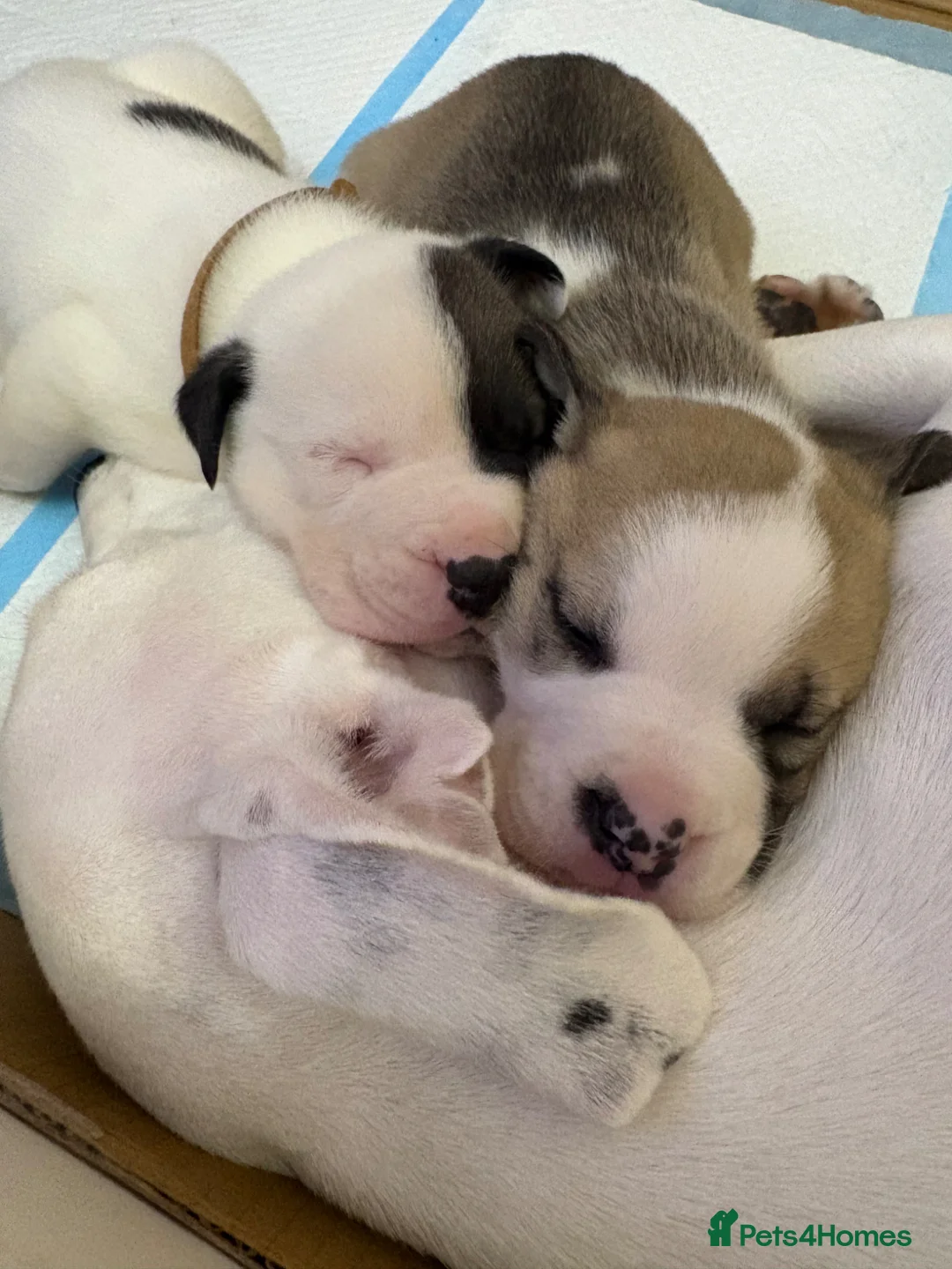 Mixed Breed dogs for sale: Staffy x American Akita litter  - Advert 2