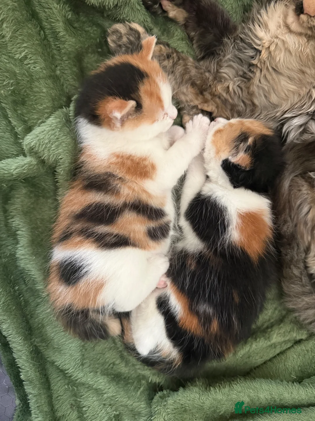 Maine Coon cats for sale: ✨ Stunning Maine Coon X ✨ - Advert 5