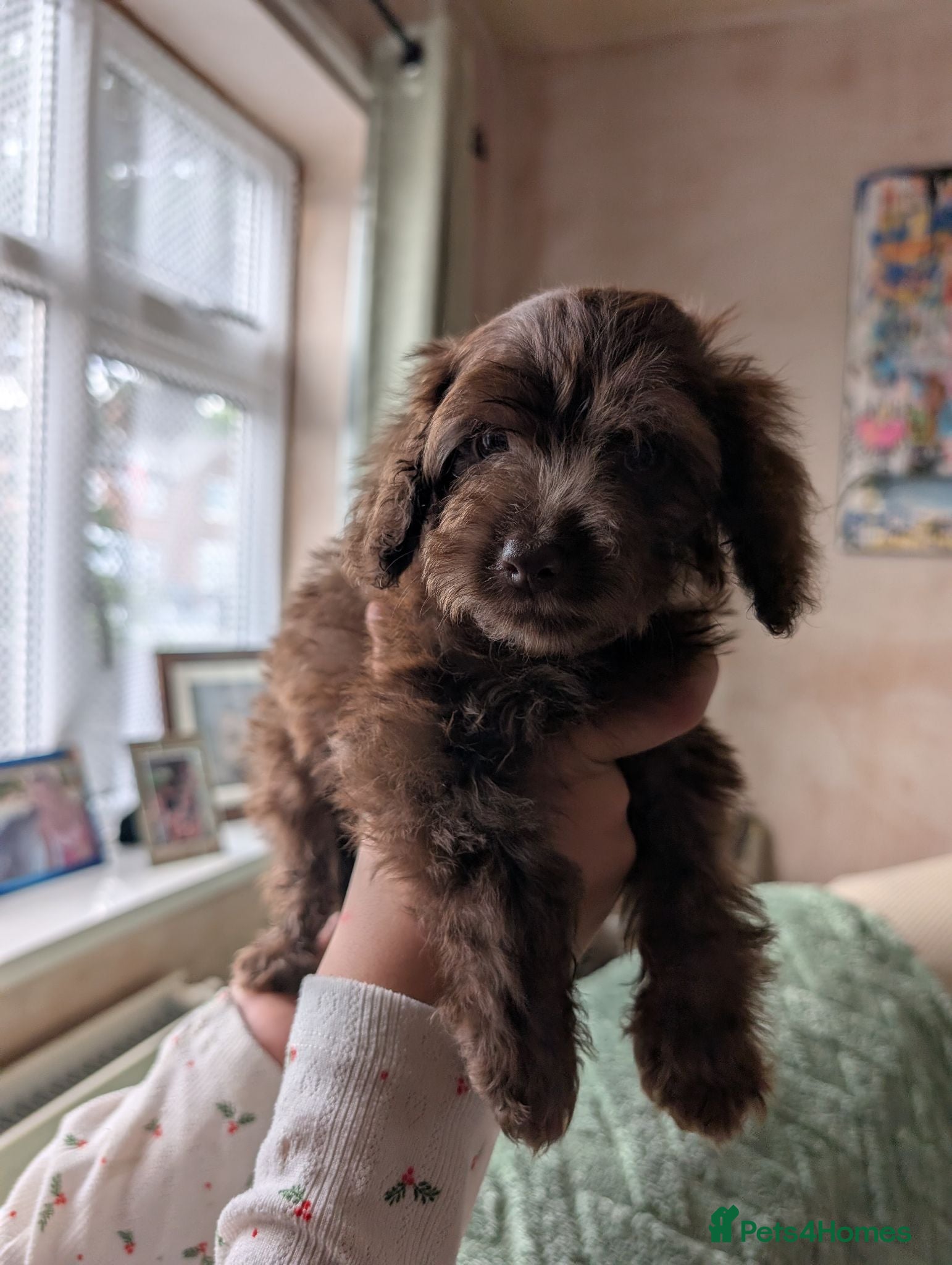 Cockapoo dogs F2b cockapoo pups health test parents - Advert 1