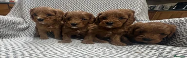 Cavapoo 2