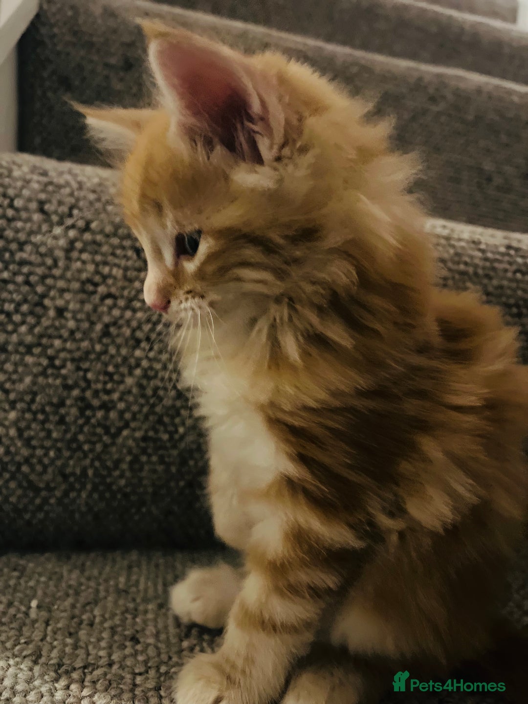 Maine Coon cats for sale: Beautiful Maine Coon x fur babies  - Image 2