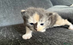 Maine Coon cats for sale: 3/4 maine coon kittens  - Image 12