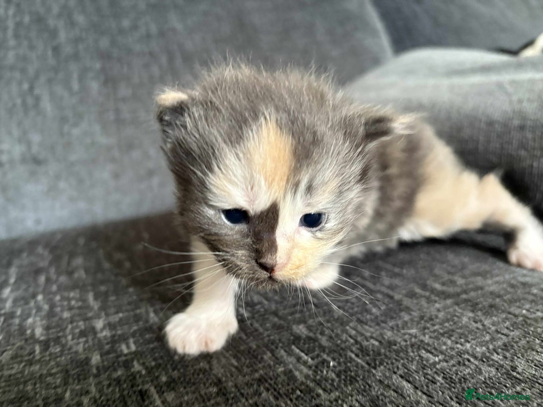Maine Coon cats for sale: 3/4 maine coon kittens  - Image 12