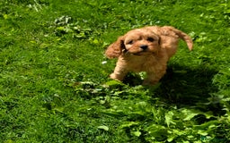 Cavapoo dogs for sale: Ready soon, TOY F1 RED CAVAPOOS DNA CLEAR - Image 12