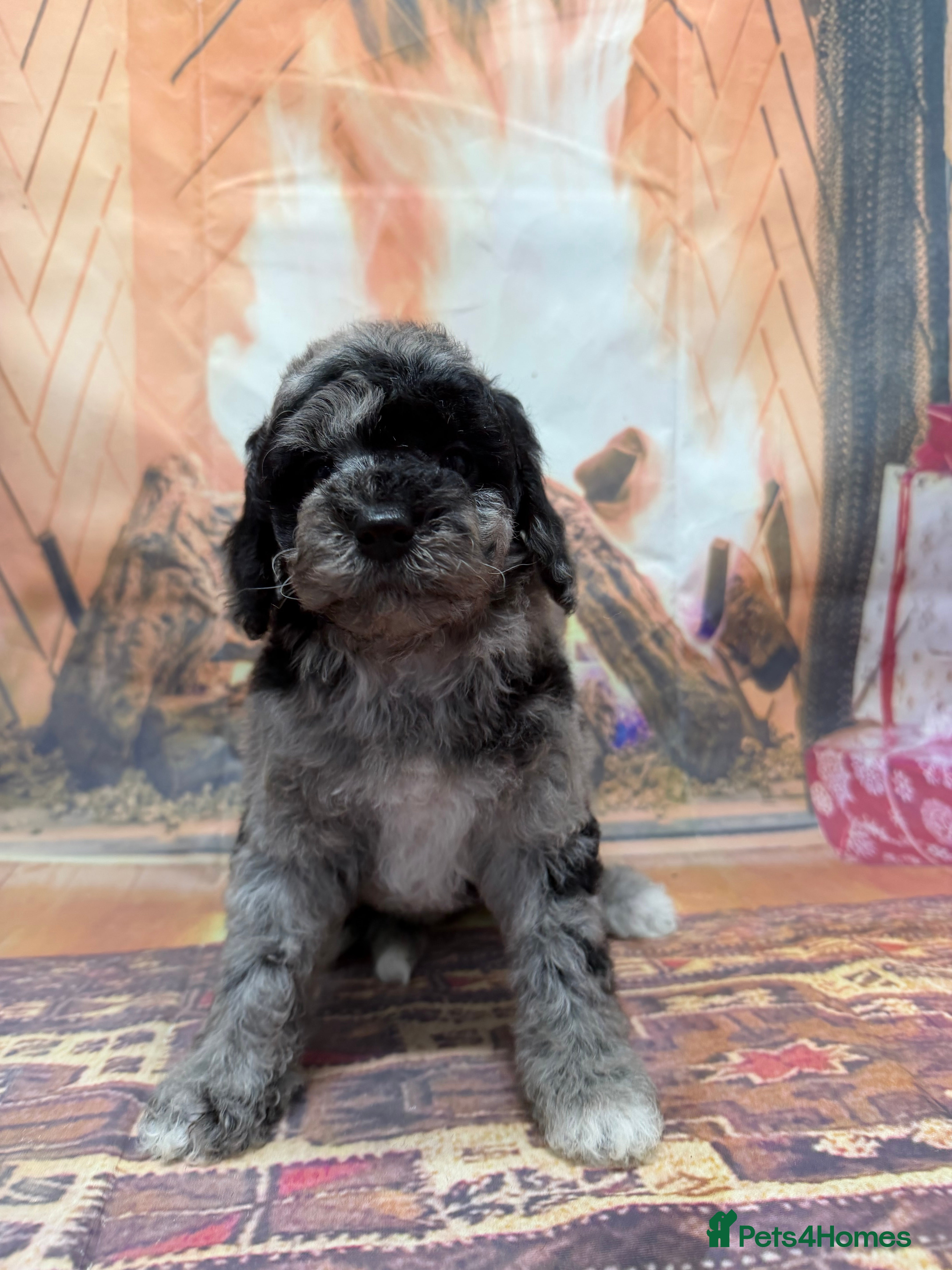 Miniature Poodle dogs 3 silver Merle girls - Advert 15