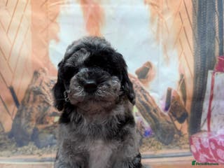 Miniature Poodle dogs 3 silver Merle girls - Advert 5