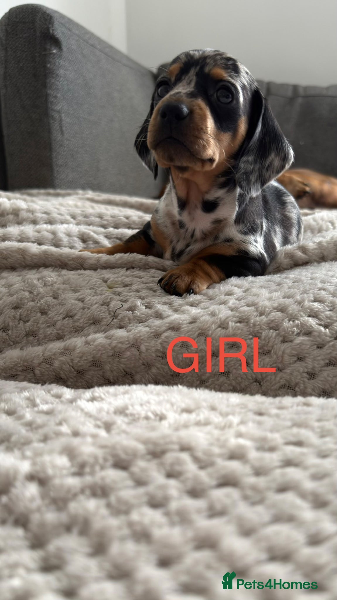 Dachshund dogs Dachshund puppies - Advert 2