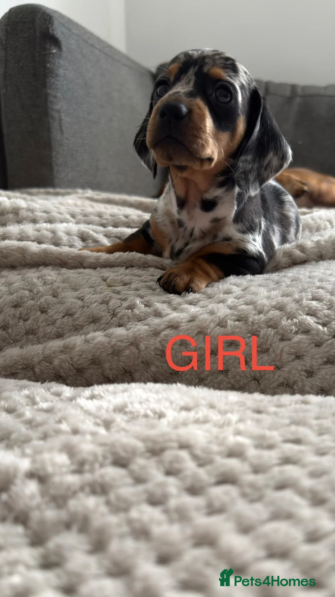 Dachshund dogs for sale: Dachshund puppies - Advert 2