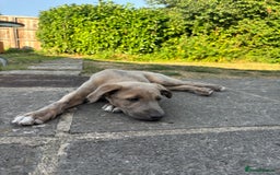 Lurcher dogs for sale: Beautiful lurcher puppies - Image 4