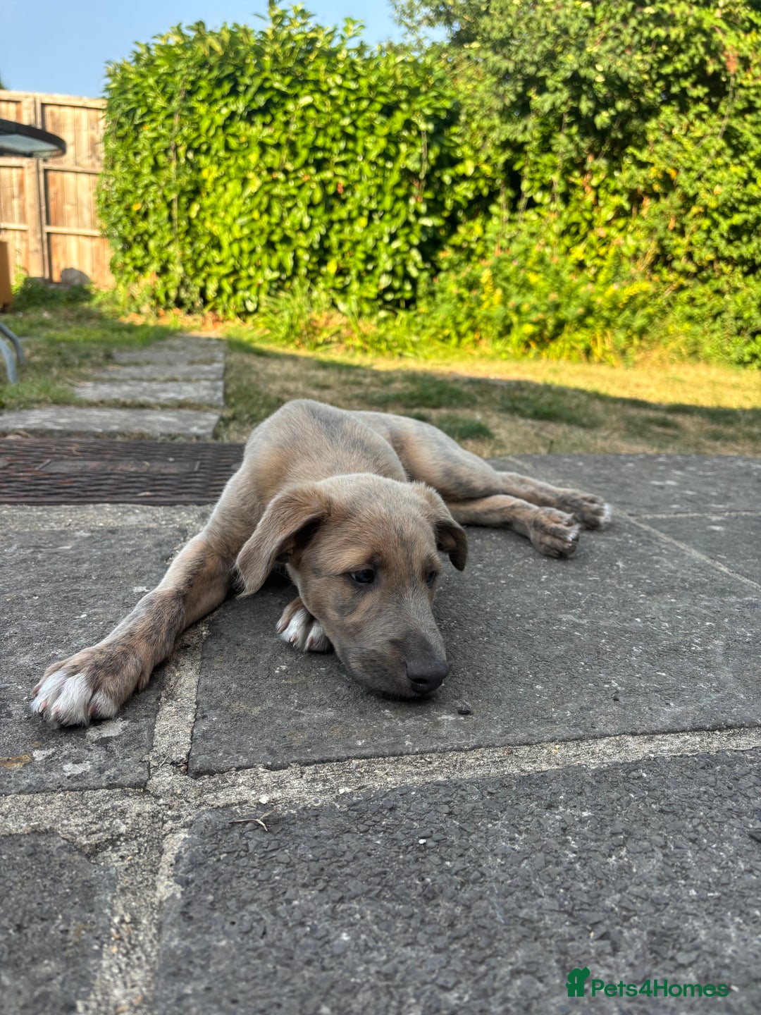 Lurcher dogs for sale: Beautiful lurcher puppies - Image 4