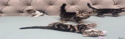 Scottish Fold cats for sale: Scottish Fold x American Wirehair Kittens - Advert 4