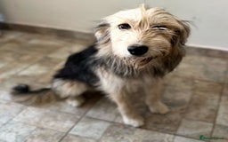 Mixed Breed dogs for adoption: YUKY - a superb little girl, for a Loving Home - Image 1