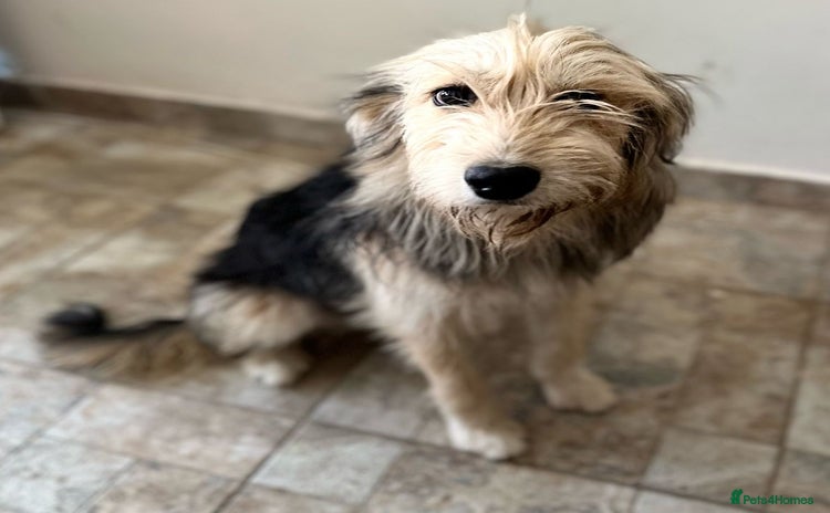 Mixed Breed dogs - Advert 3