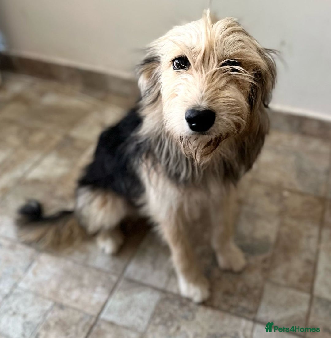 Mixed Breed dogs for adoption: YUKY - a superb little girl, for a Loving Home - Image 1