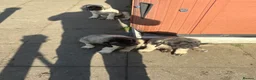 Mastiff dogs for sale: Kc reg old Ellis’s mastiff puppies - Advert 6