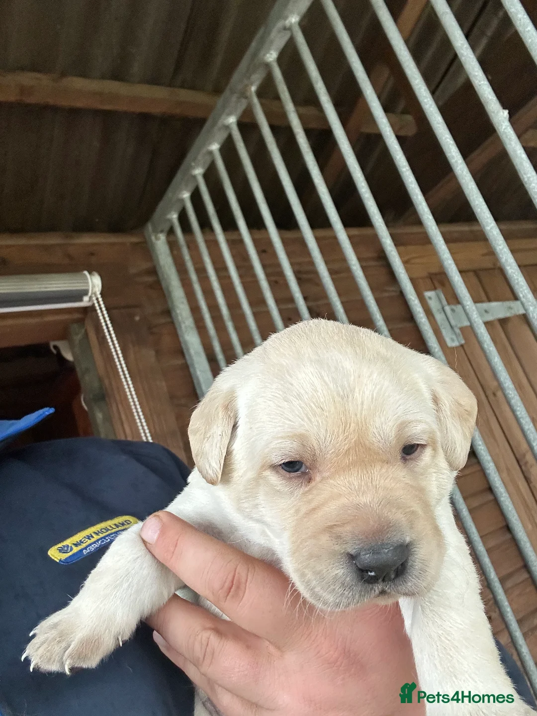 Labrador Retriever dogs for sale: 2024 igl championship winning sired Labradors  - Advert 12