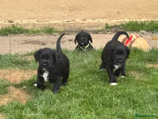 Mixed Breed dogs Working Line Springador pups! - Advert 4