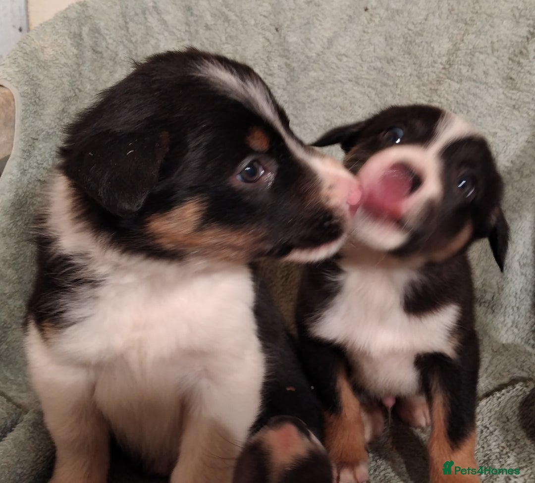 Border Collie dogs for sale: Cheekey Chaps! - Advert 7