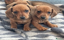 Miniature Dachshund dogs for sale: 🌭 Little Sausages Looking for Big Love! ❤️🐾 - Image 6