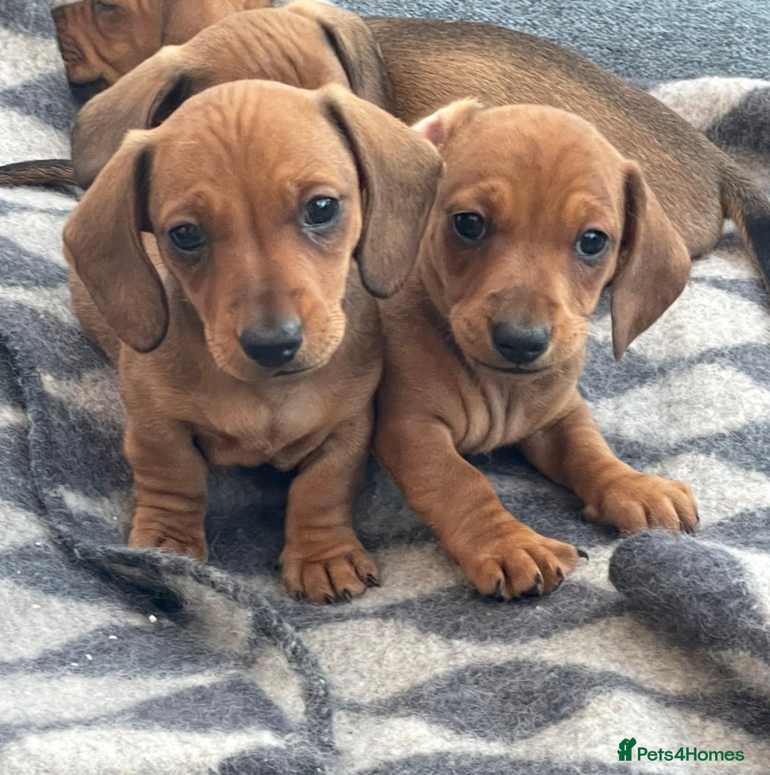 Miniature Dachshund dogs for sale: 🌭 Little Sausages Looking for Big Love! ❤️🐾 - Image 6