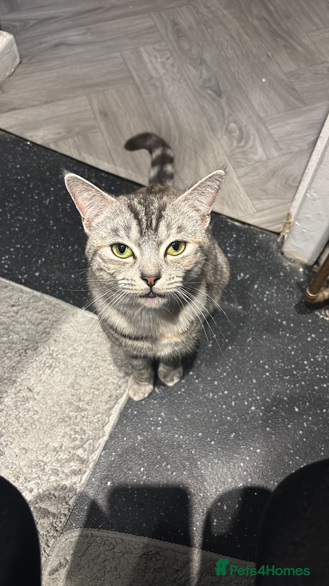 Domestic Shorthair cats for sale: Female kitten for sale  - Advert 1