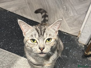 Domestic Shorthair cats Female kitten for sale - Advert 1