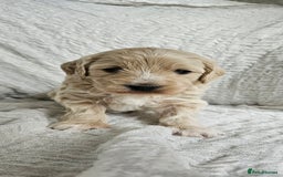 Mini Goldendoodle dogs for sale: Toy Golden Doodles ~ Mini, Loving & Hypoallergenic - Image 15