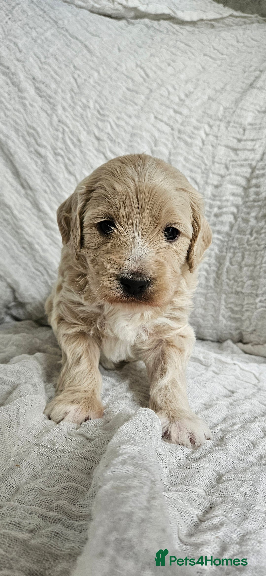 Mini Goldendoodle dogs for sale: Toy Golden Doodles ~ Mini, Loving & Hypoallergenic - Image 15