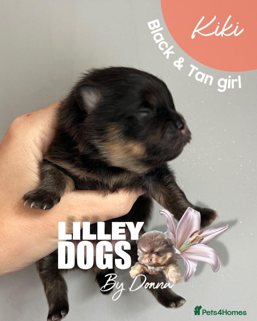 Pomeranian dogs for sale: Quality Pomeranian puppies - Advert 8