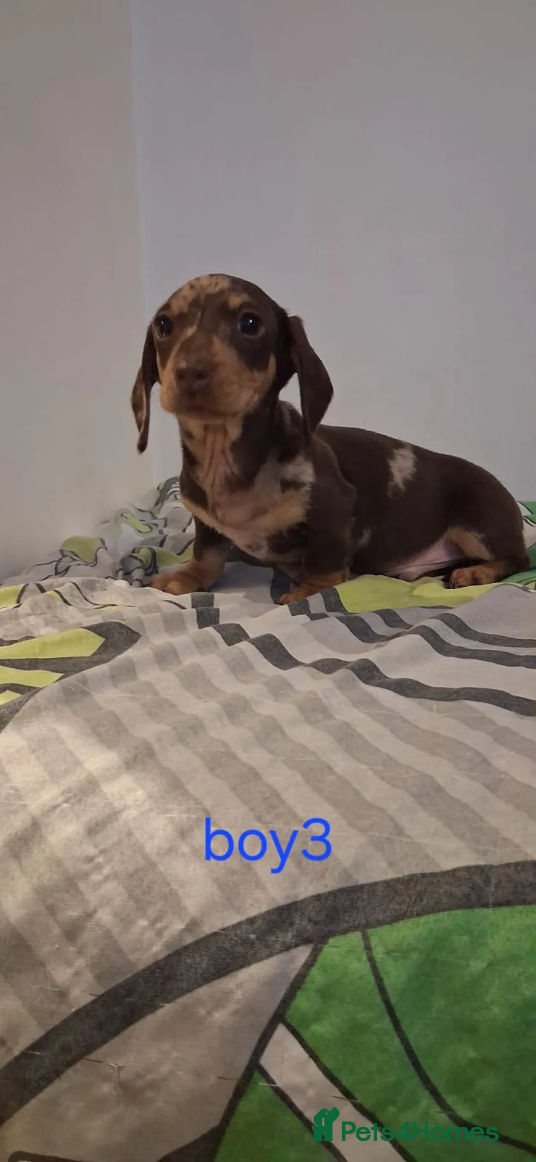 Dachshund dogs for sale: Beautiful miniature Dachshund babies  in Barnsley - Advert 16