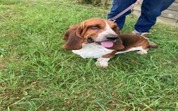 Mixed Breed dogs for sale: Dachshund x basset hound  - Image 14
