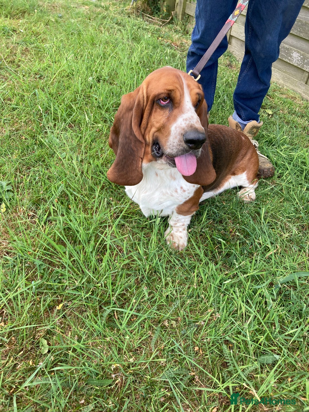 Mixed Breed dogs for sale: Dachshund x basset hound  - Image 14
