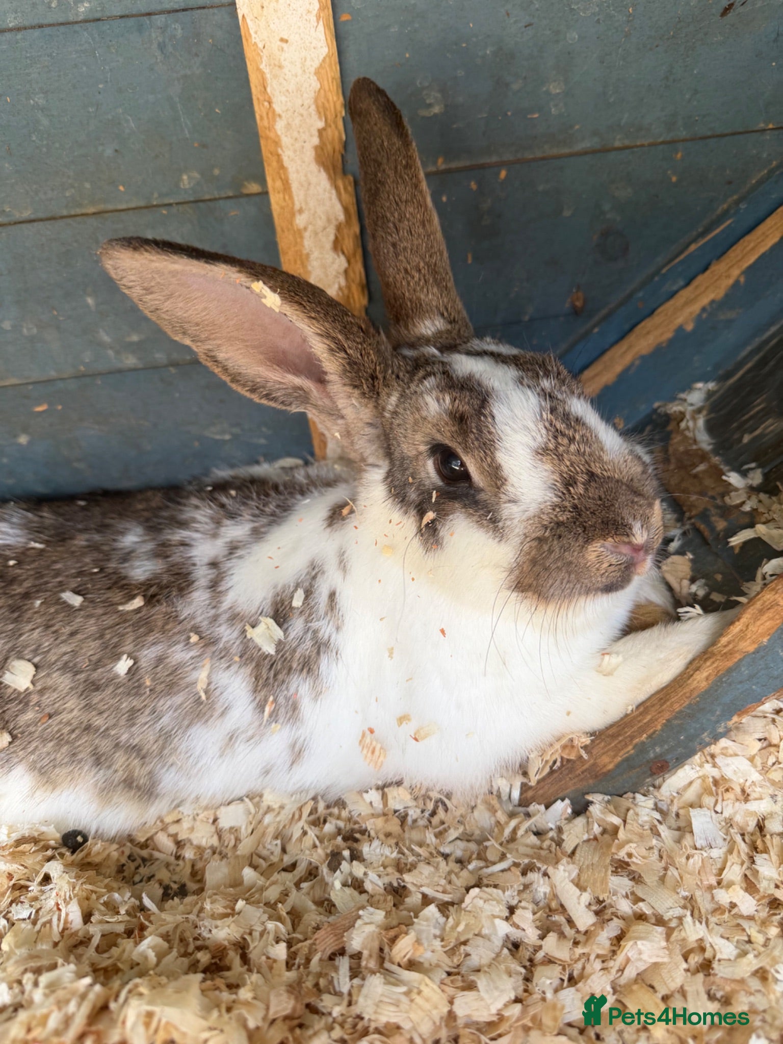 Mixed Breed rabbits 3 rabbits and cage  - Advert 1