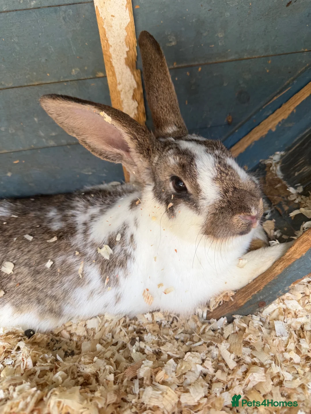 Mixed Breed rabbits for sale: 3 rabbits and cage  in Staines - Advert 1