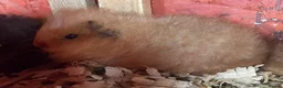 Guinea Pig rodents for sale: Three Beautiful Swiss Girls - Advert 3