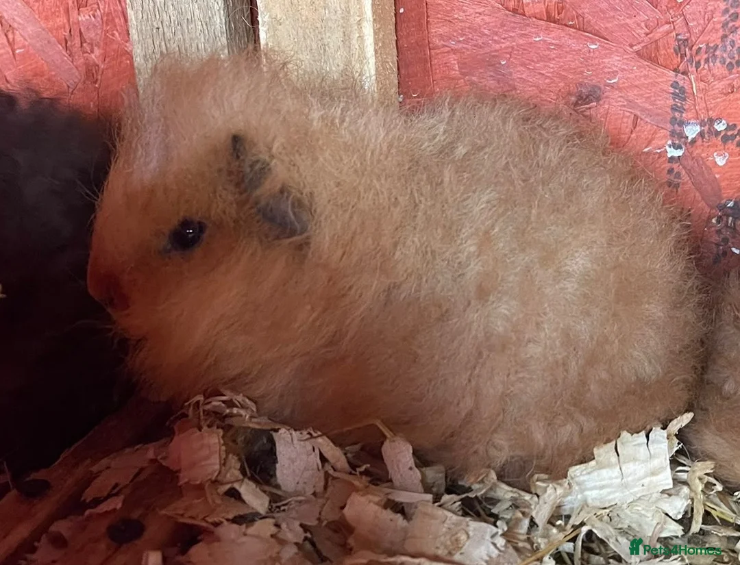 Guinea Pig rodents for sale: Three Beautiful Swiss Girls - Advert 3