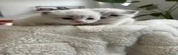 Ragdoll cats for sale: Beautiful ragdoll kittens for sale  - Advert 11