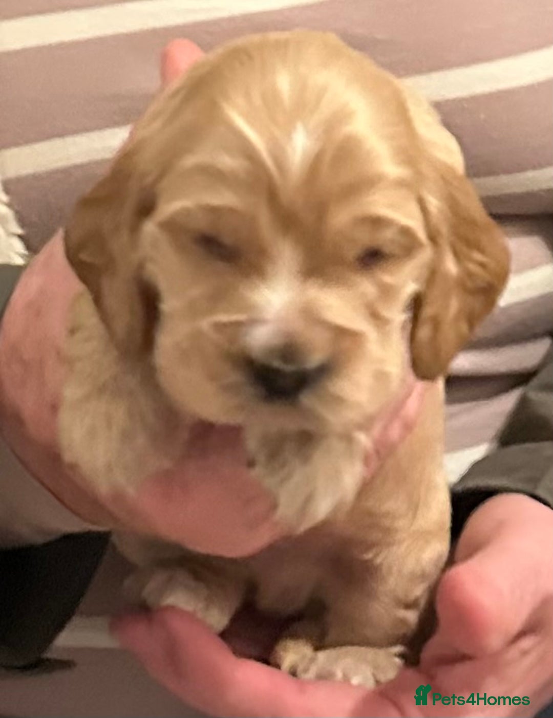 Cocker Spaniel dogs for sale: KC Stunning Golden Show-Type Cocker Spaniel  - Advert 2