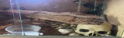 Snake reptiles for sale: 2025 female wildtype Western Hognose 66% Het Snow in Swansea - Advert 5
