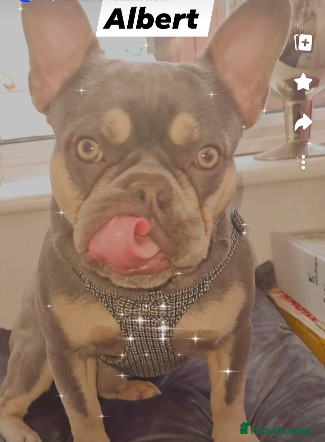 French Bulldog dogs for stud: Top Quality Stud RAMSGATE 🎯🎯 KC registered💣💣  in Ramsgate - Advert 27