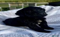 Mixed Breed dogs for sale: Cavapoo x cockerspaniel  - Image 3