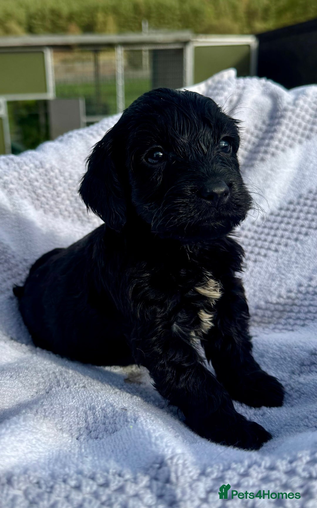 Mixed Breed dogs for sale: Cavapoo x cockerspaniel  - Image 3