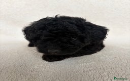 Cockapoo dogs for sale: Meet your new best friend!! - Image 10