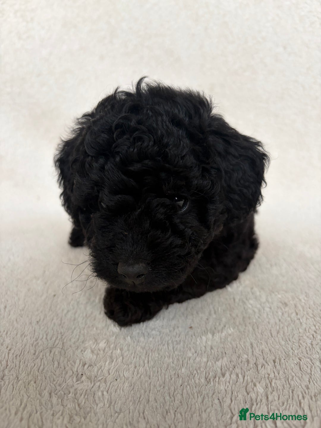 Cockapoo dogs for sale: Meet your new best friend!! - Image 10