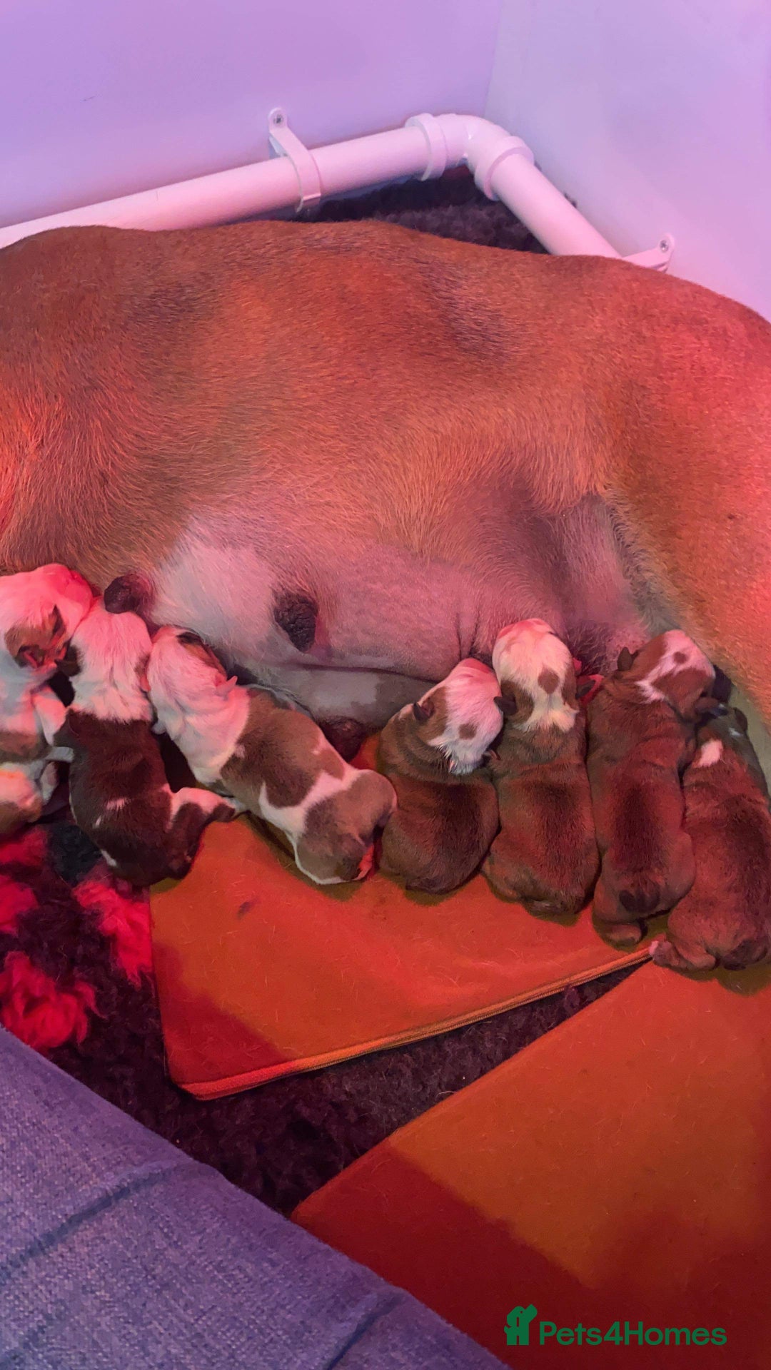 English Bulldog dogs for stud: Gold 🥇Health Tested KC registered Boy in Newport - Advert 5