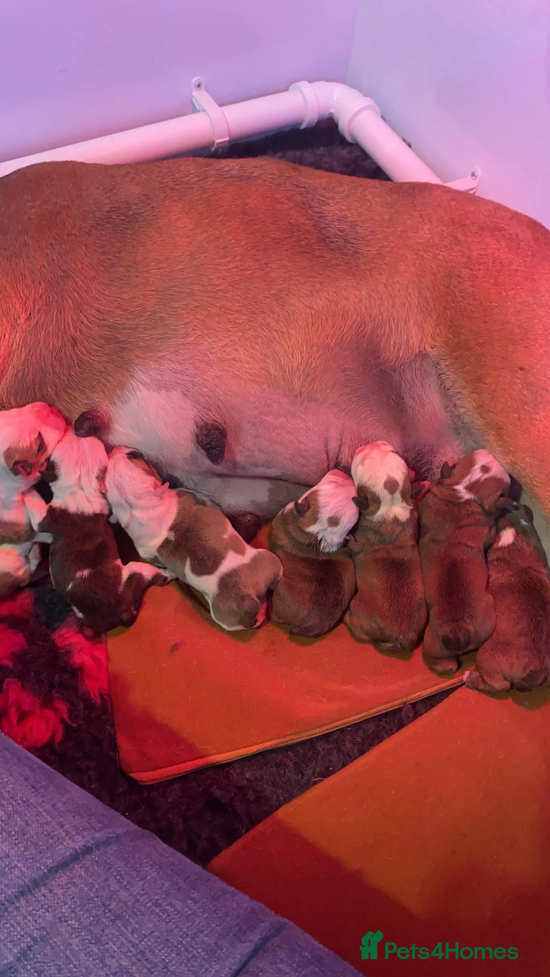 English Bulldog dogs for stud: Gold 🥇Health Tested KC registered Boy in Newport - Advert 5