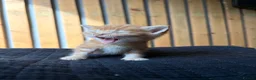 Abyssinian cats for sale: British x Abyssinian Kittens ONLY 2 left !  - Advert 16
