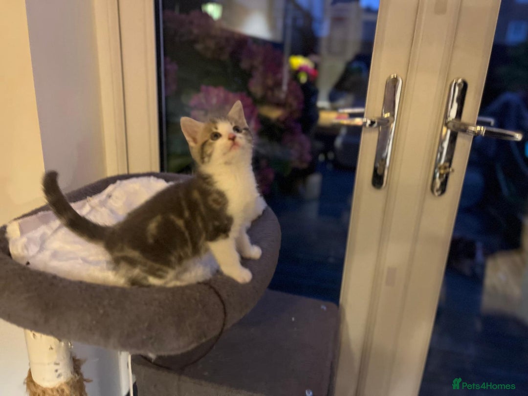 Maine Coon cats for sale: Fluffy crossed maine coon kittens for sale - Image 13