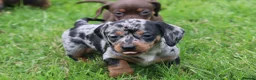 Miniature Dachshund dogs for sale: Stunning litter of Miniature Dachshunds  - Advert 5