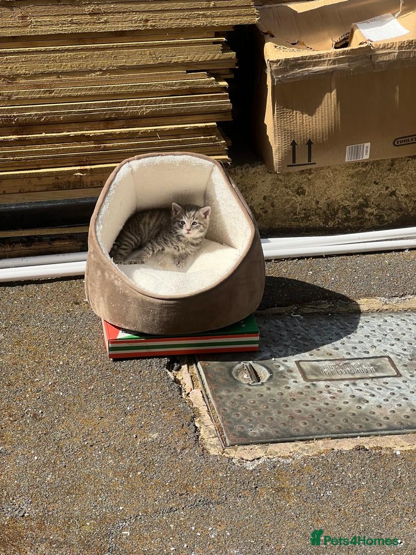 Mixed Breed cats for sale: Cat,s - Advert 1